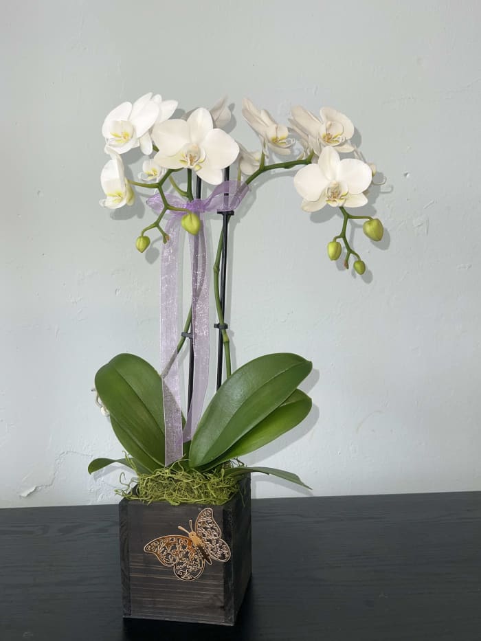 Graceful Butterfly Orchid
