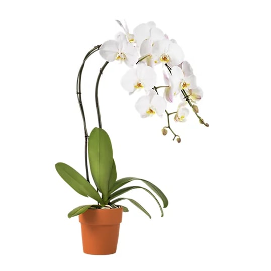 PREMIUM DOUBLE STEM WHITE ORCHID IN CLAY POT