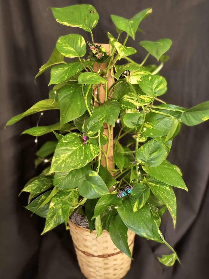 Pothos