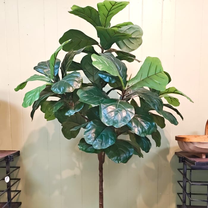 Permanent Fiddle Leaf Fig