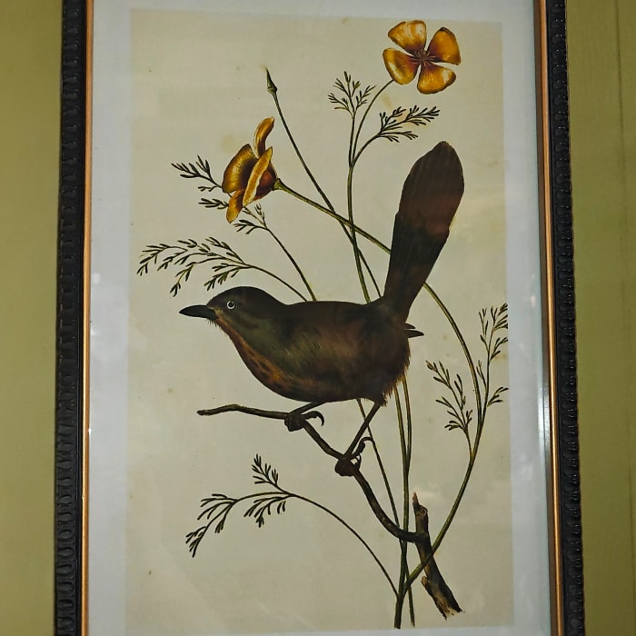 Aviary Framed Picture