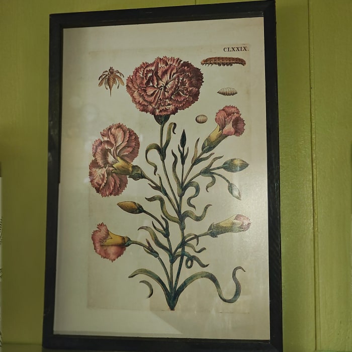 Botanical Framed Picture