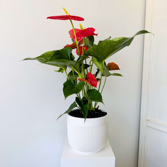 Scarlet Elegance Anthurium