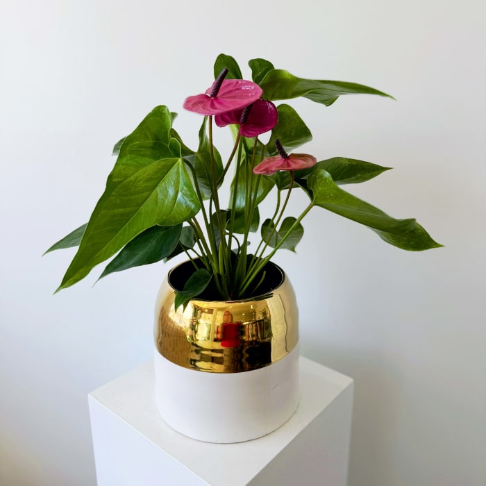 Midnight Anthurium in Luxe Gold Pot
