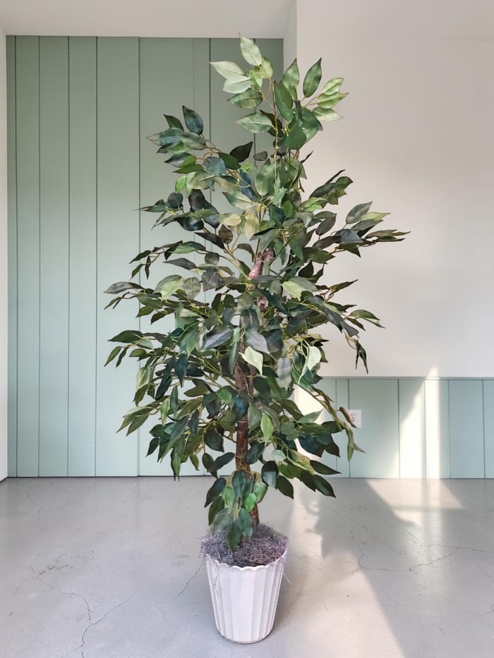 Permanent Ficus Tree