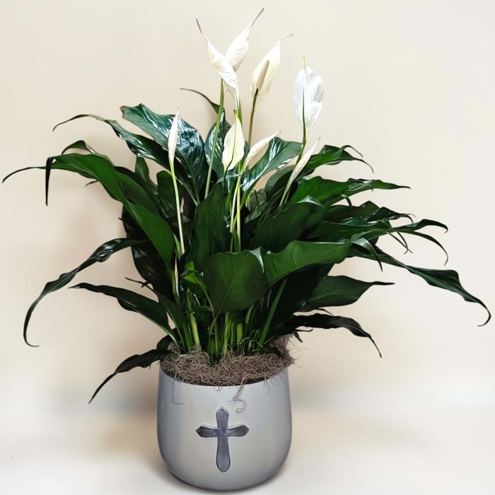 Peace Lily with Cross Container