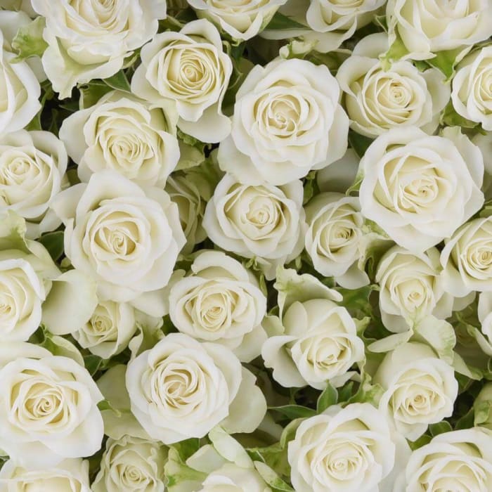Spray Roses