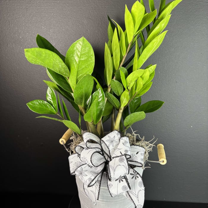 ZZ plant
