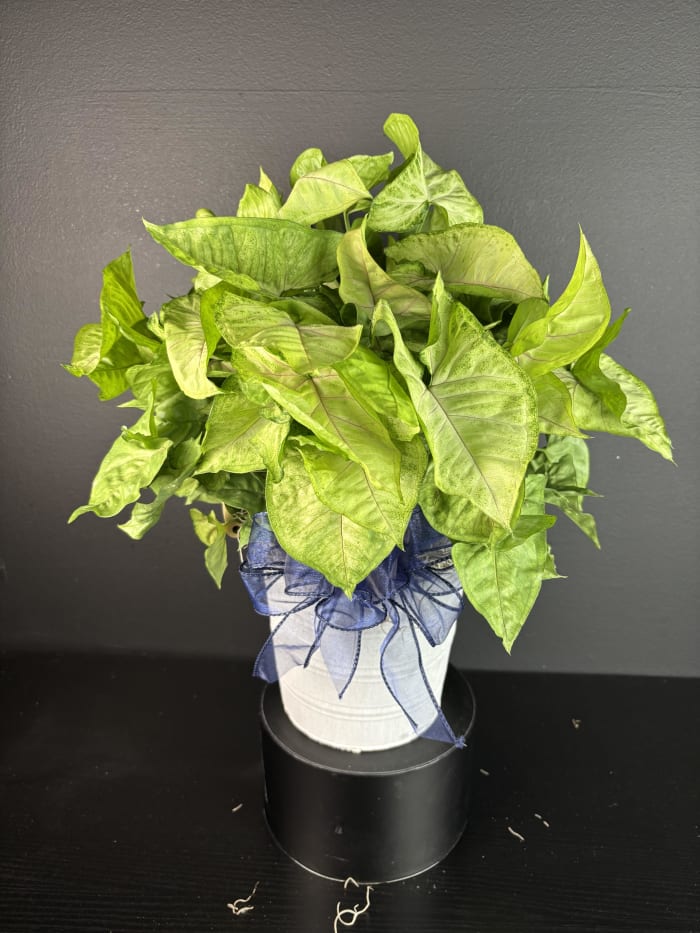 Dieffenbachia