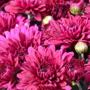 Mums: Blooms Start Sept/Early Oct