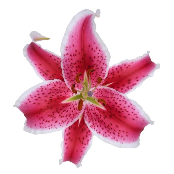 Lily Oriental