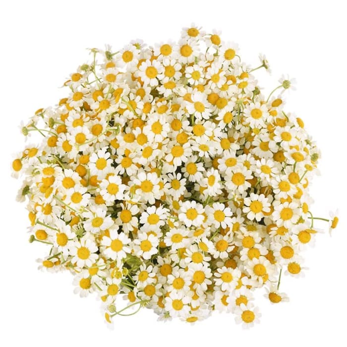 Chamomile