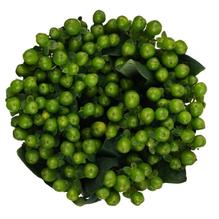 Hypericum