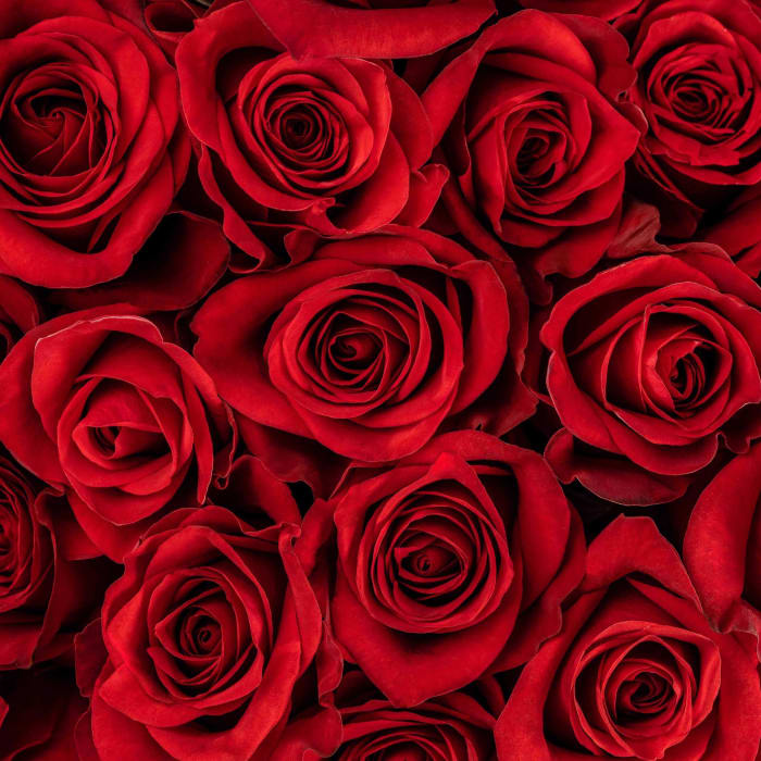Red Roses