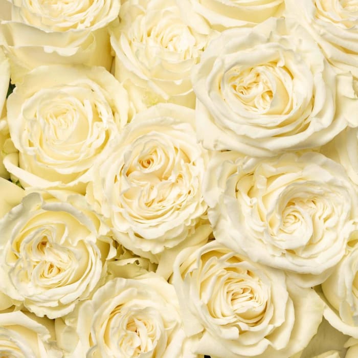 White Roses Playa Blanca