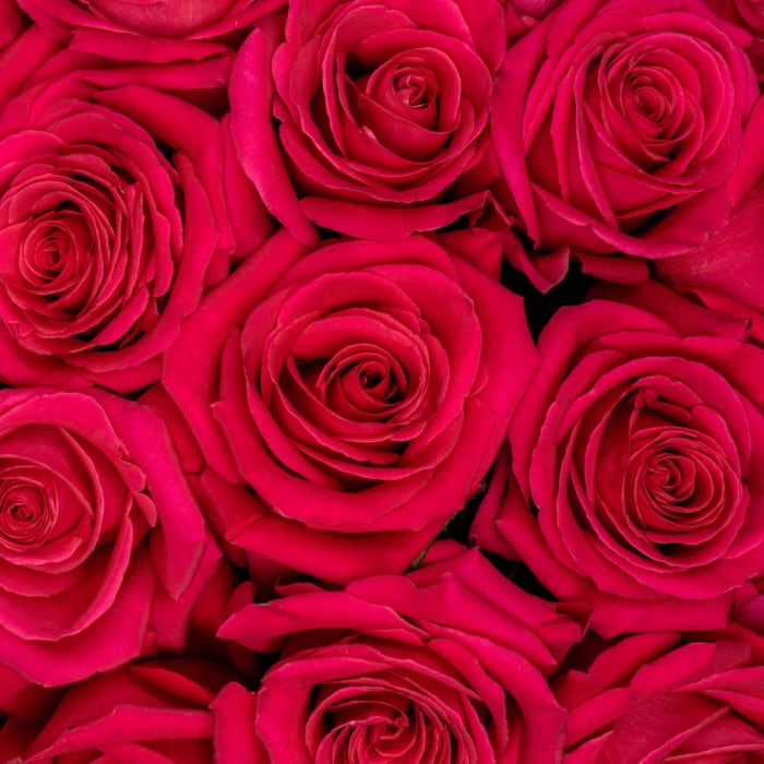 Pink Roses Pink Floyd
