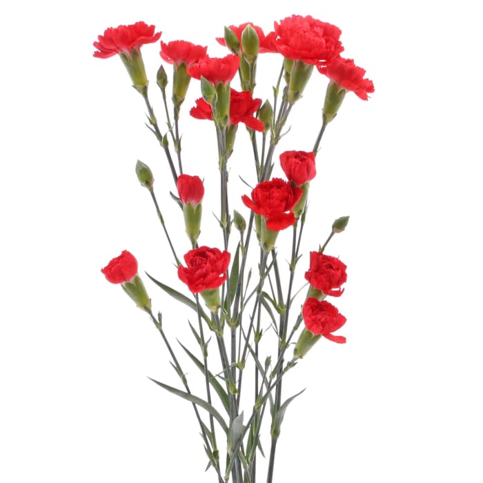 Mini Carnations