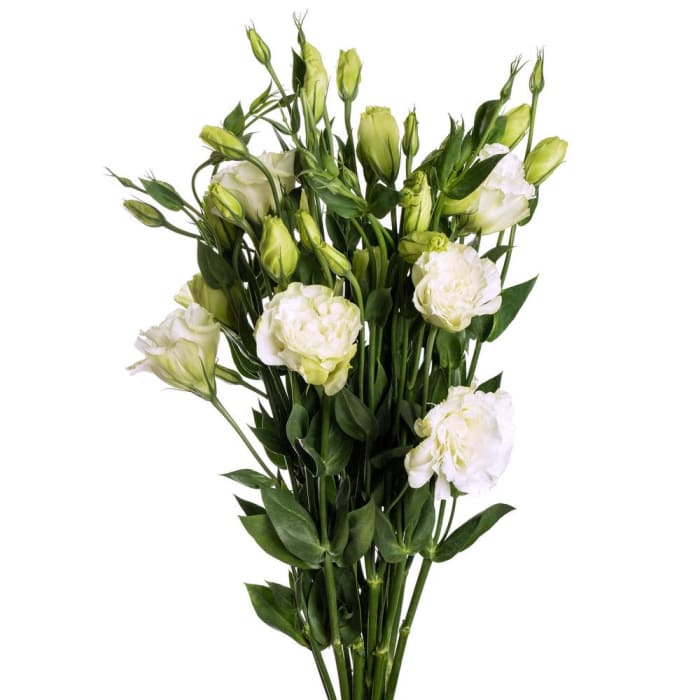 Lisianthus