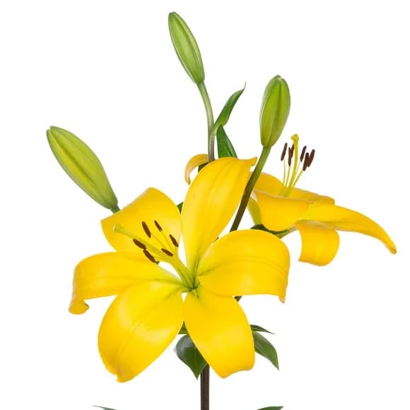 Lily Asiatic