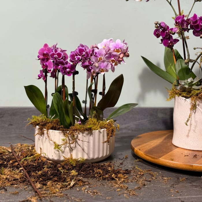 Mini Orchid Dish