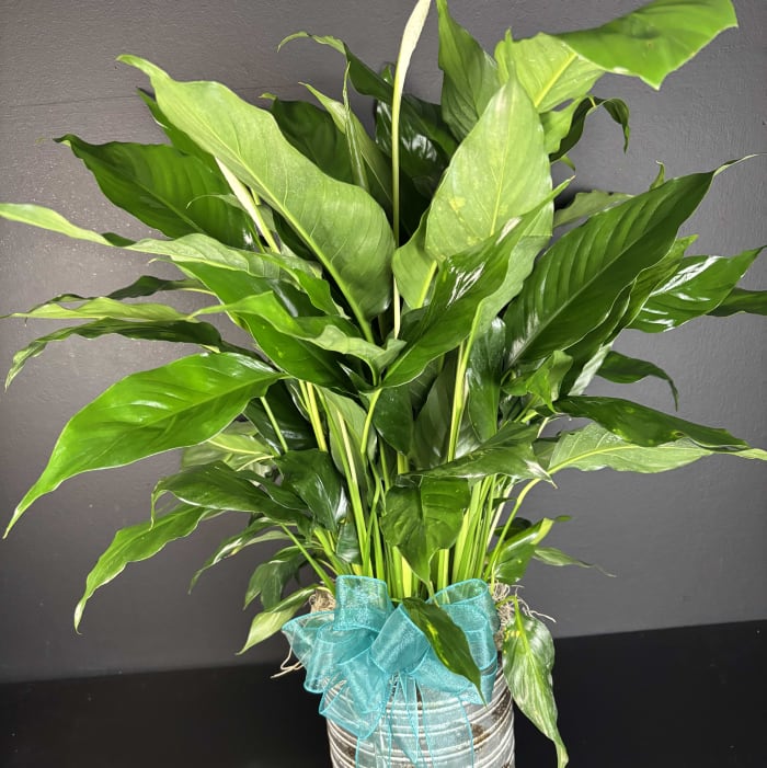 Peace Lily