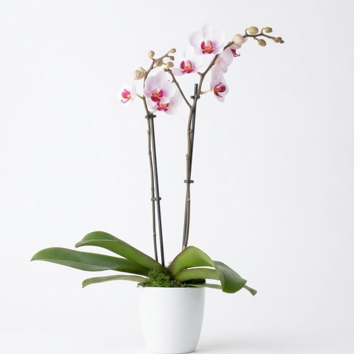 Enchanting Orchid Plant