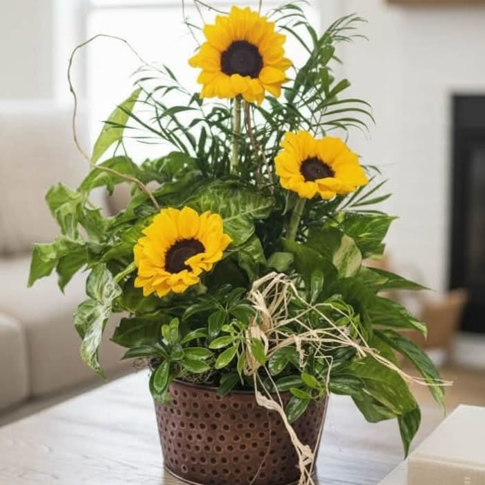 Sunny Dish Garden
