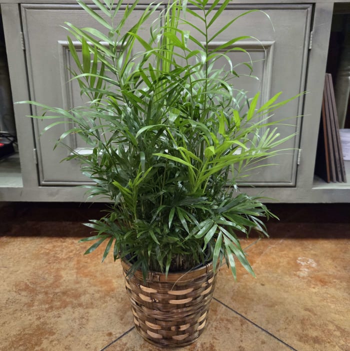 6" Neanthe Belle Palm Plant