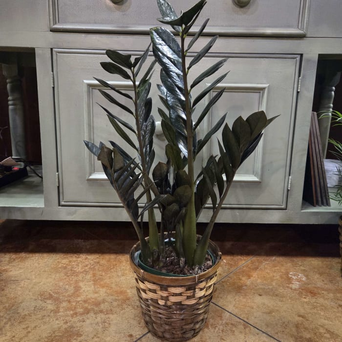 6" Raven ZZ Plant
