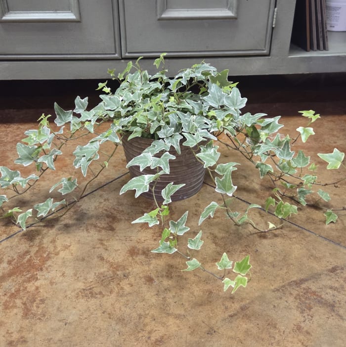 6" Variegated Ivy Plant