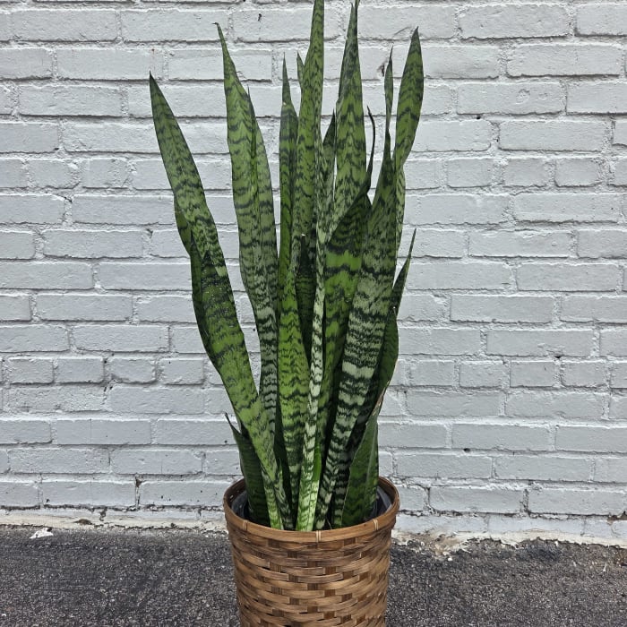 8" Sanseverivia Plant