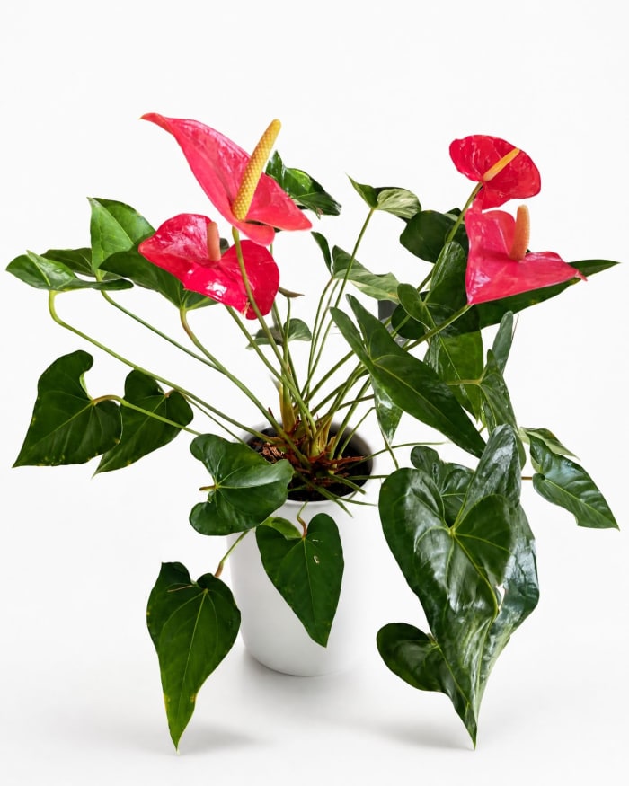 8" Anthurium Plant in Ceramic Pot