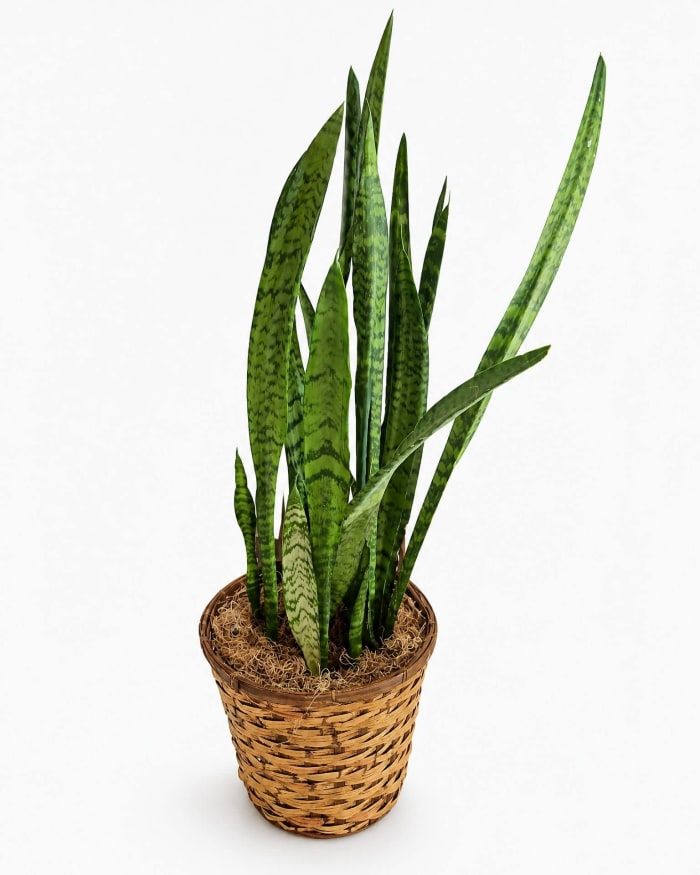 Sansevieria - Snake Plant