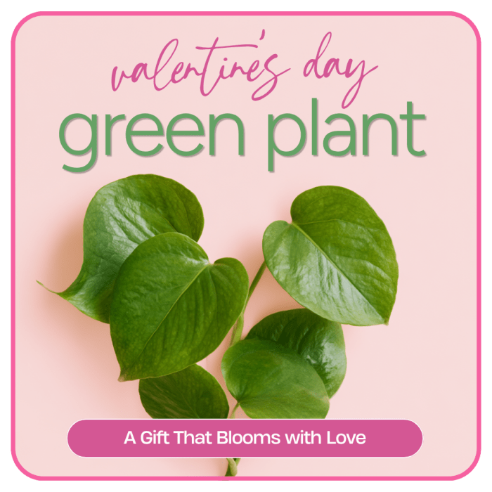 Valentine's Day Green Plant