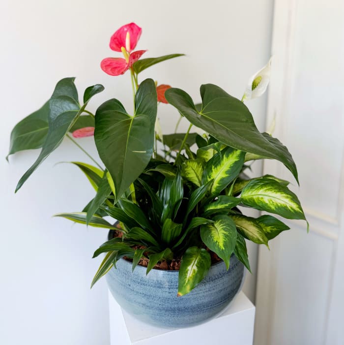 Blue Mist Anthurium Planter