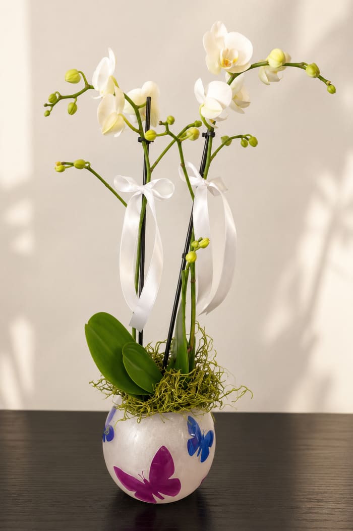Butterfly Elegance Orchid