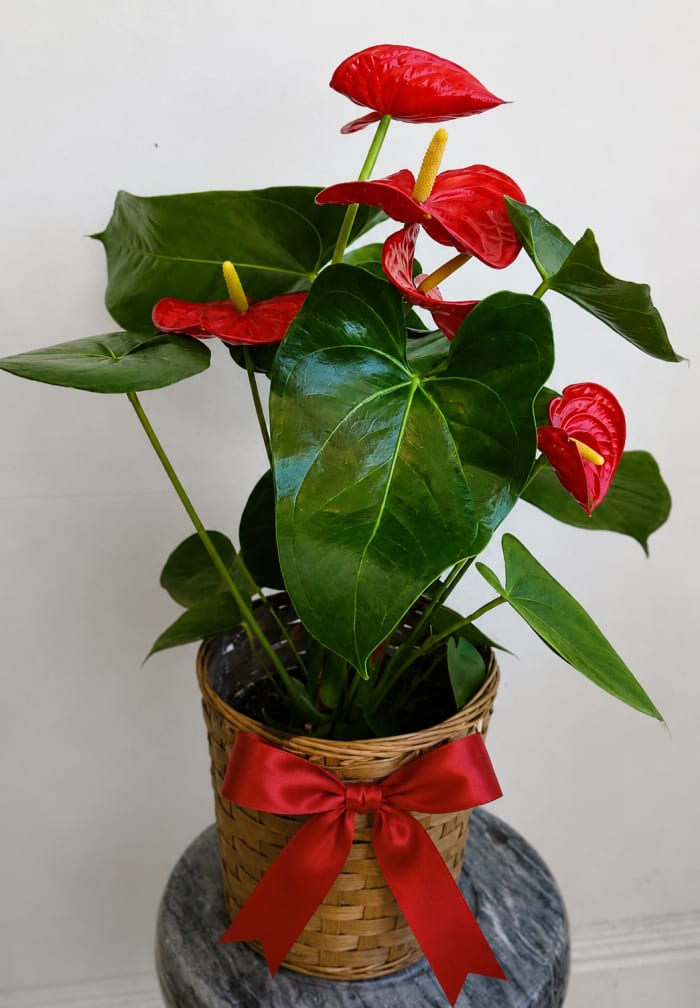 Red Anthurium Charm