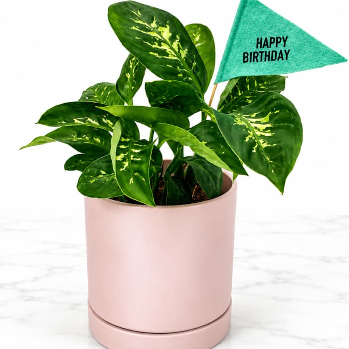 Happy Birthday Plant