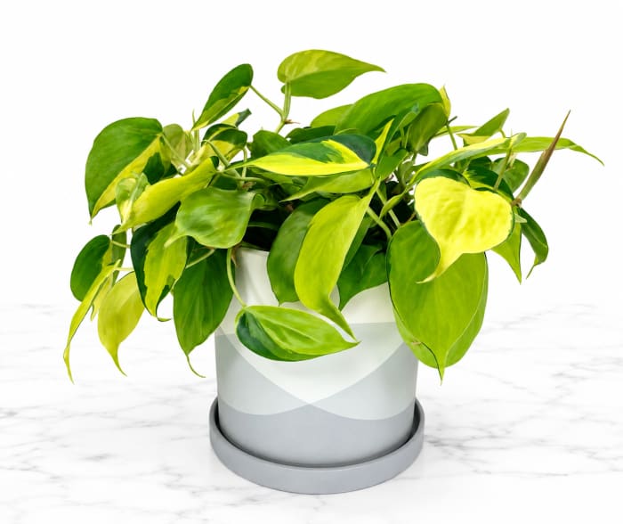 Philodendron Brasil