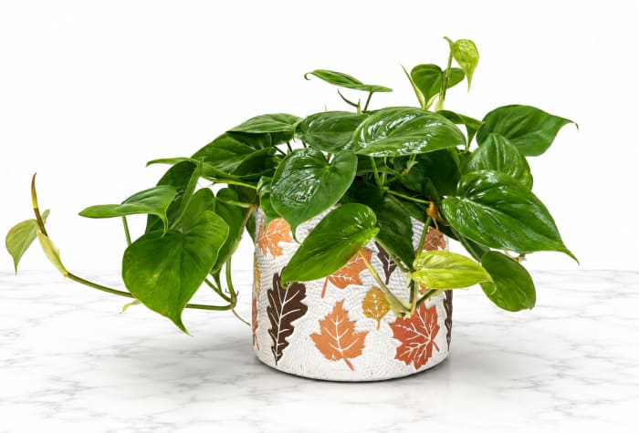 Heartleaf Philodendron 6"