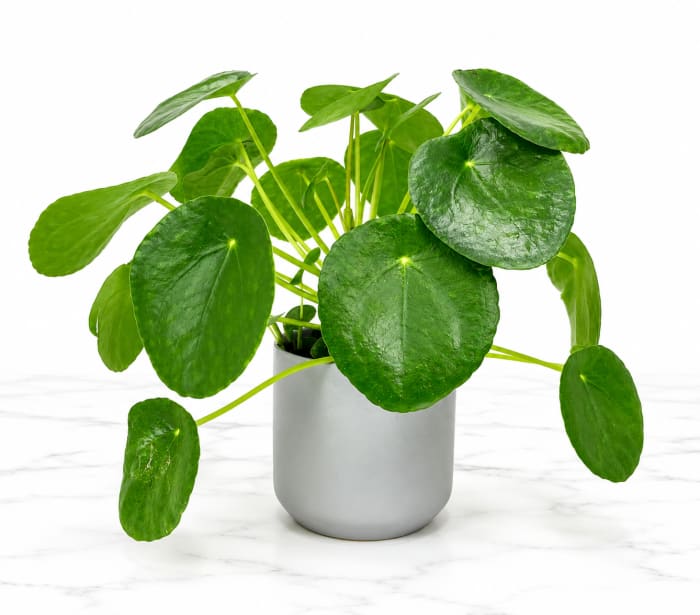 Peperomia Plant