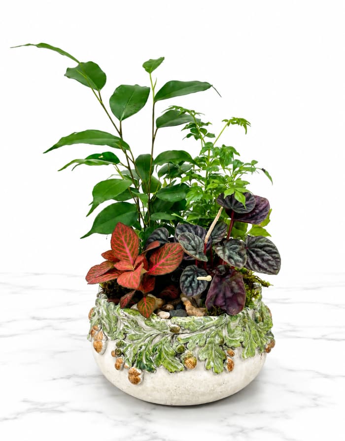 Acorn Dish Garden