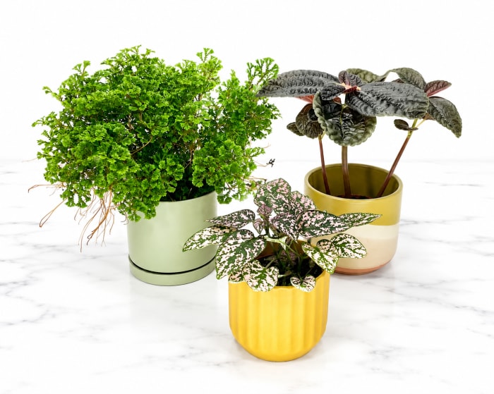 Starter Collection- Trio of Mini Plants
