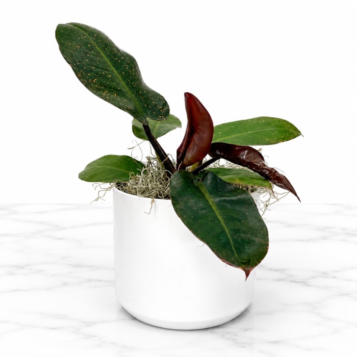 Philodendron Pink Princess