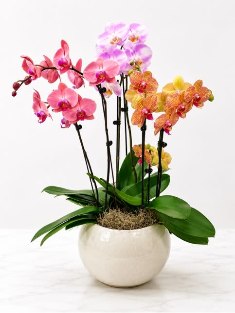 Triple Orchid