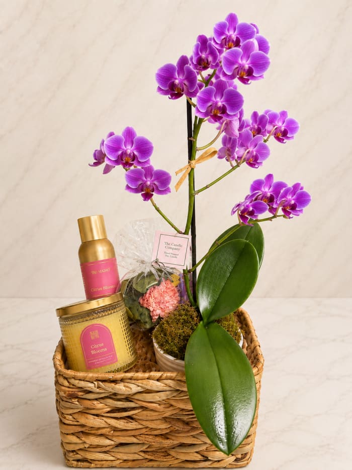 Mini Orchid & Aromatique Gift Basket