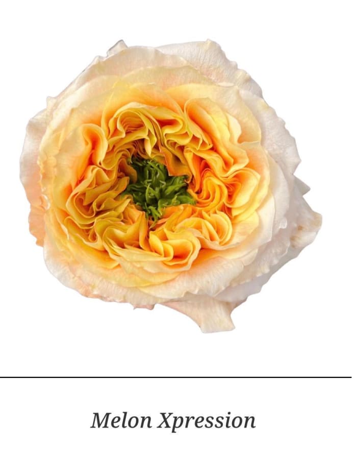 Garden Roses
