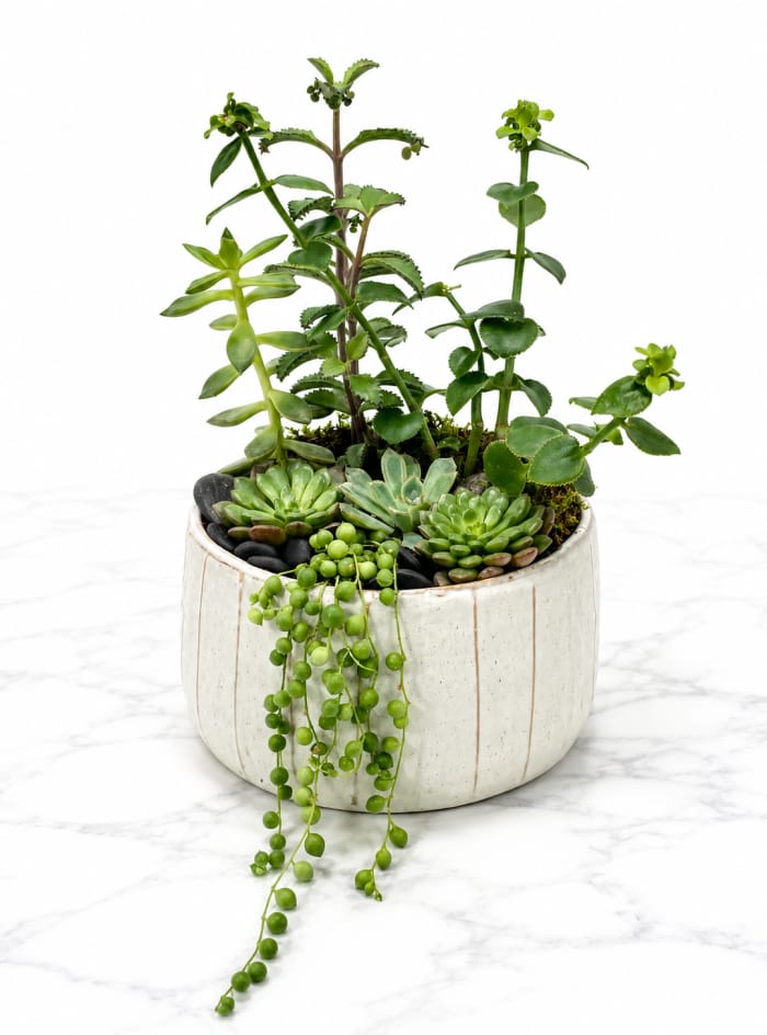 Large Succulent Garden