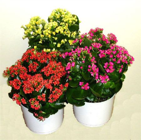 kalanchoe plant EBF-264