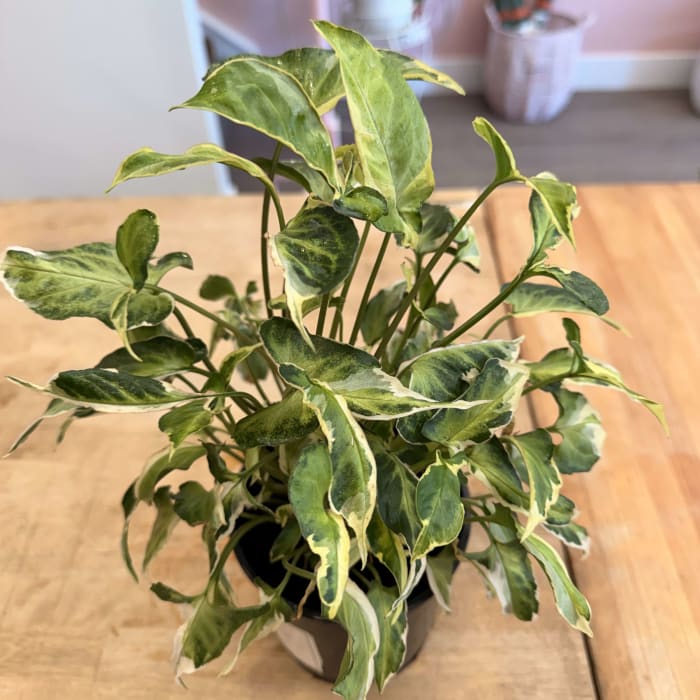5" Lemon Philodendron